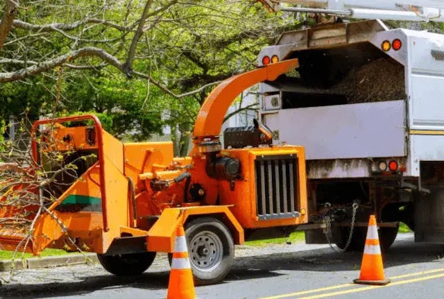 tree removal will il