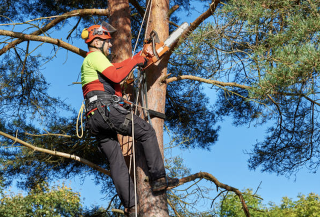 tree pruning will