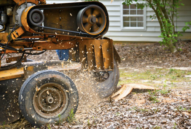 stump grinding will il