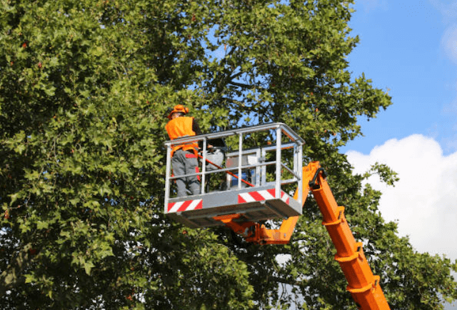 tree trimming will