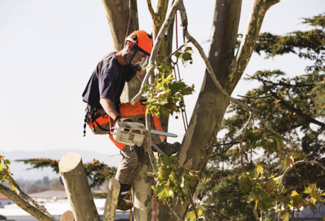 tree removal will