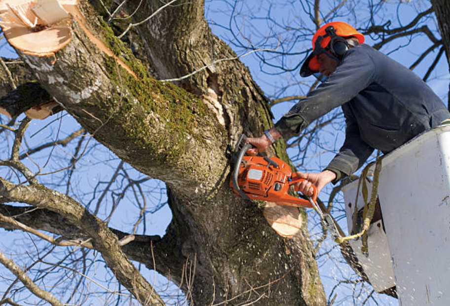 tree trimming Lorenzo il