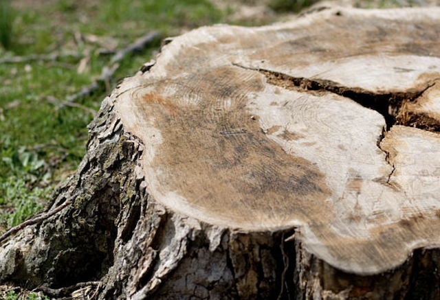 tree grinding Plainfield il